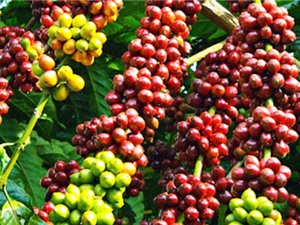 Nghiên cứu sản xuất trà cascara đóng chai từ phụ phẩm cà phê